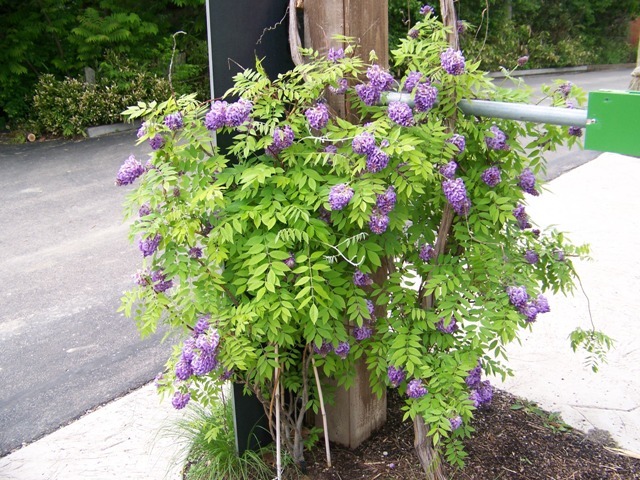 Amethyst Falls American Wisteria vine plant